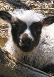 Animal, Vegetable, Miracle